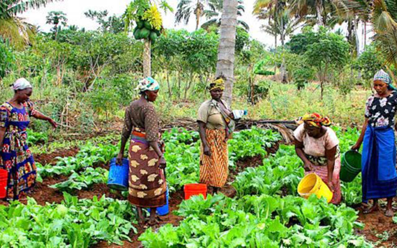 Agro-processing zone — packaging and logistics
