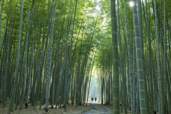 Bamboo plantation — forestry zone