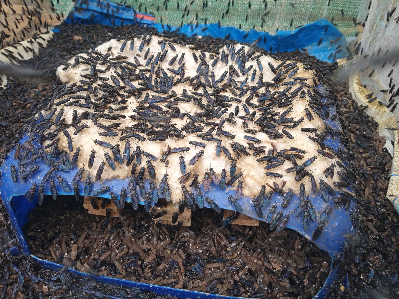 Black Soldier Fly facility — waste-to-protein zone