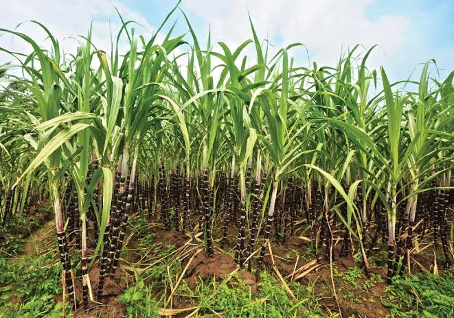 Sugarcane estate — cultivation zone